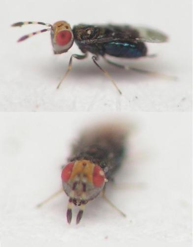 Ablerus pulcherrimus
